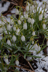 Close up of blooming snowdrop flowers in a garden. First spring flowers