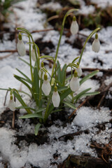 gentle white snowdrop flowers growth in snow. Beautiful spring natural background. early spring season concept