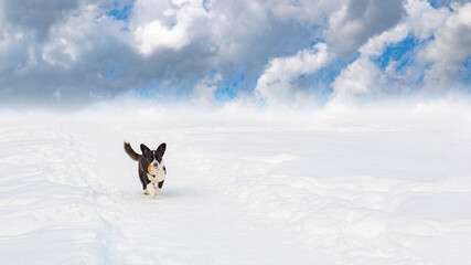 Welsh corgi Pembroke. A thoroughbred dog in winter. Copy space. Pets. Banner - signboard