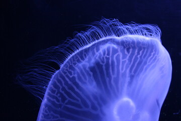 Obraz premium jellyfish in the water