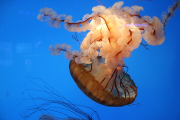 jellyfish in the water