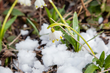 Early spring flowers in the snow