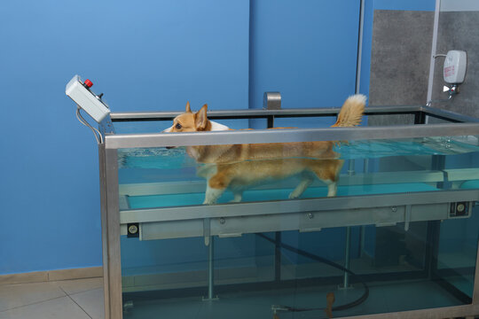 Dog Rehabilitation On A Water Treadmill