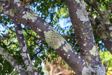moss on tree branches