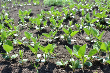 Soybean seedlings on a farm field