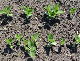 Soybean seedlings on a farm field