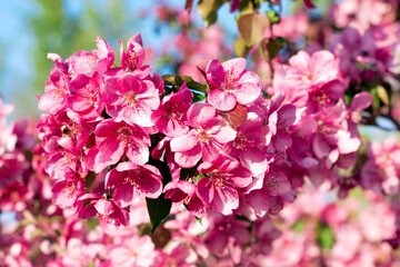 Ornamental apple tree blooming.Crabapple Trees Blooming.Spring season.Paradise Apple.Selective focus.