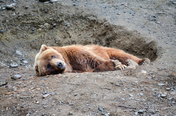 Spectacular grizzly bears resting in holes of soil dug by them in zoo in Alaska, USA, United States of America