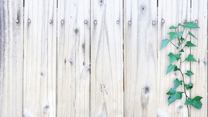 Fototapeta premium 木目背景とグリーン