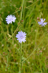 Ordinary chicory (Cichorium intybus L.). Escape with flowers