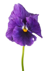 pansy flower