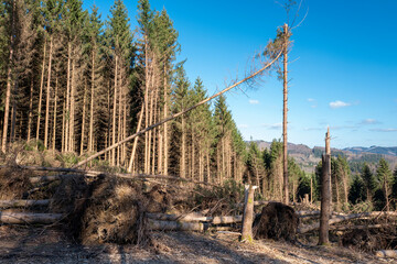 Sturmschäden nach Orkantief im Wald