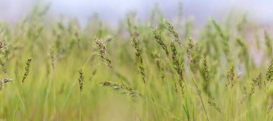 Grass and blurry background. Poa pratensis.Banner - obrazy, fototapety, plakaty
