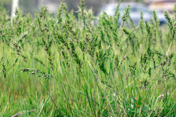 Poa pratensis grass grows in the city park.Grass Seeds.Natural background.Selective focus. - obrazy, fototapety, plakaty
