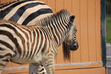 zebra in zoo