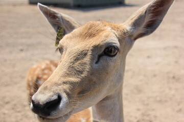 close up of a deer