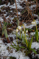 Flower snowflake in the snow (Leucojum vernum)