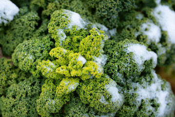 Close up top view of kale growing in garden covered in snow and ice - obrazy, fototapety, plakaty