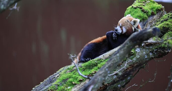 Portrait of a red panda in the forest