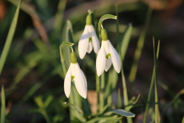 Obraz premium Glockenblumen