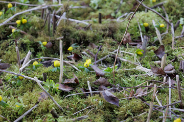 moss on the ground