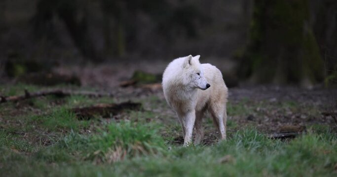 A white wolf resting in the forest