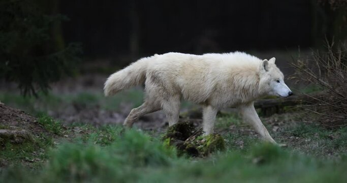 A white wolf resting in the forest