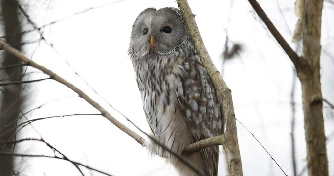 Portrait of a ural owl in the tree