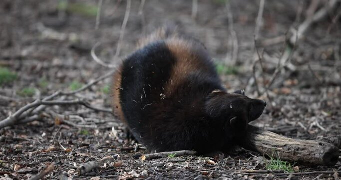 Wolverine resting in the forest