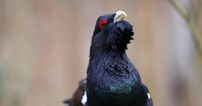 Portrait of a Western Capercaillie in the forest