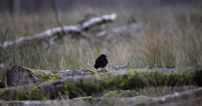 A crow removes bark from a tree