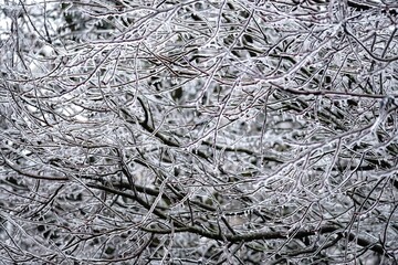 Tree branches covered in ice from freezing rain storm, selective focus