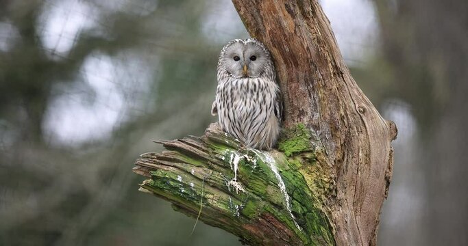 Portrait of a ural owl in the tree