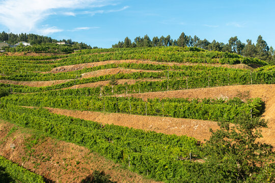 Douro Valley. Vineyards landscape of the Porto wine, near Pinhao village, Portugal