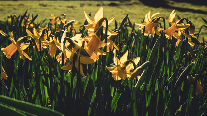 Daffodils in the spring sunlight