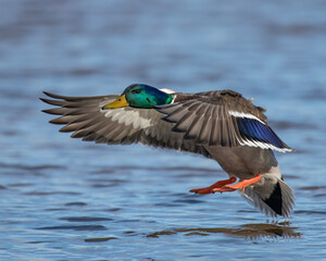 Mallard Drake in flight