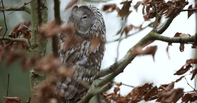Portrait of a ural owl in the tree