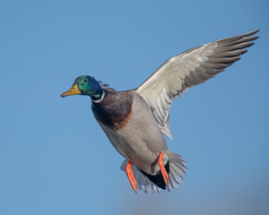 Obraz premium Mallard Drake in flight