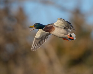 Obraz premium Mallard Drake in flight