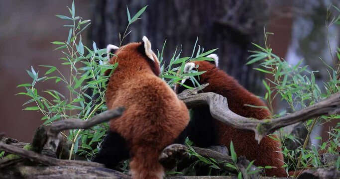 Portrait of a red panda in the forest
