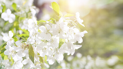 Obraz premium Blossoming fruit tree branch background. Spring background. Copy space. Soft focus