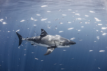 Great white shark and group of fish in sea