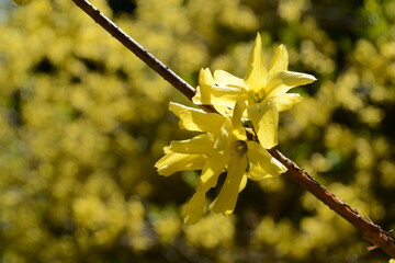 Yellow flowering branches of forsythia bushes in the garden