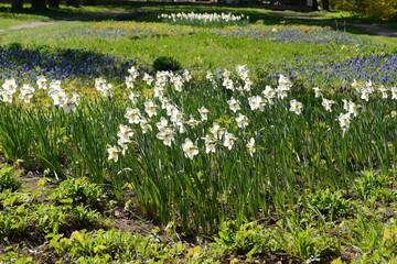 White blooming daffodils on a flower bed in the garden