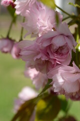 Branches of blooming double cherry blossoms