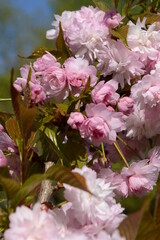 Branches of blooming double cherry blossoms