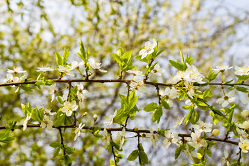 Natural background with two twigs with white flowers