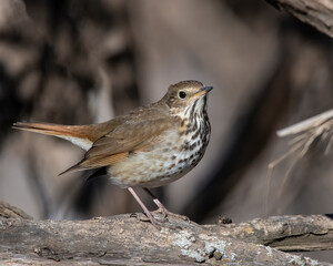 Hermit Thrush