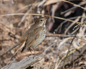 Hermit Thrush