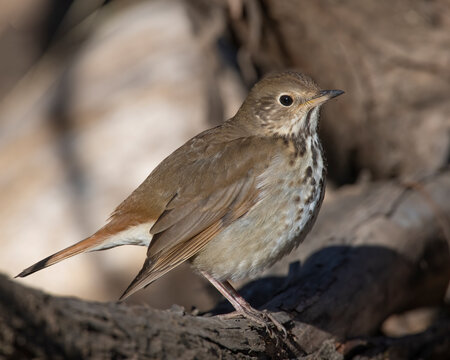 Hermit Thrush